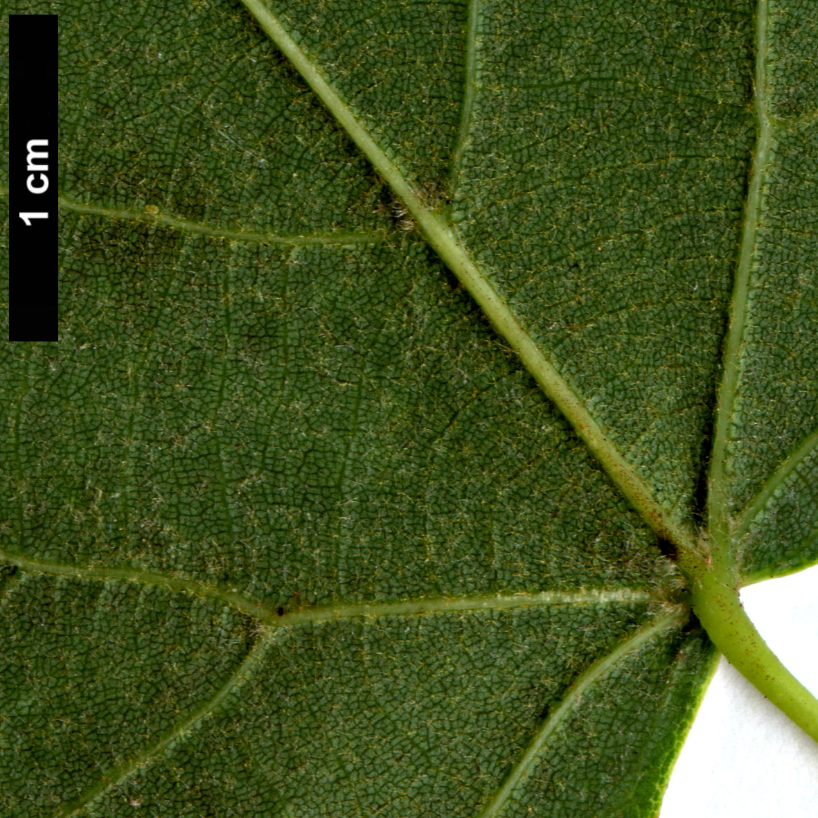 High resolution image: Family: Malvaceae - Genus: Tilia - Taxon: mongolica × T.oliveri 